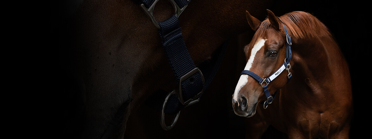 Turnout Rugs