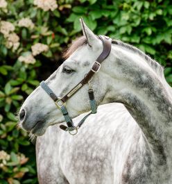 Purchase Horseware® Signature Braided Halter Online - Horseware Irelan