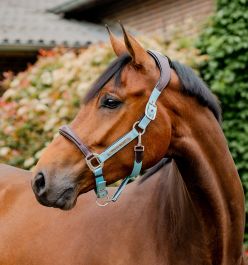 Purchase Horseware® Signature Competition Headcollar Online - Horsewar