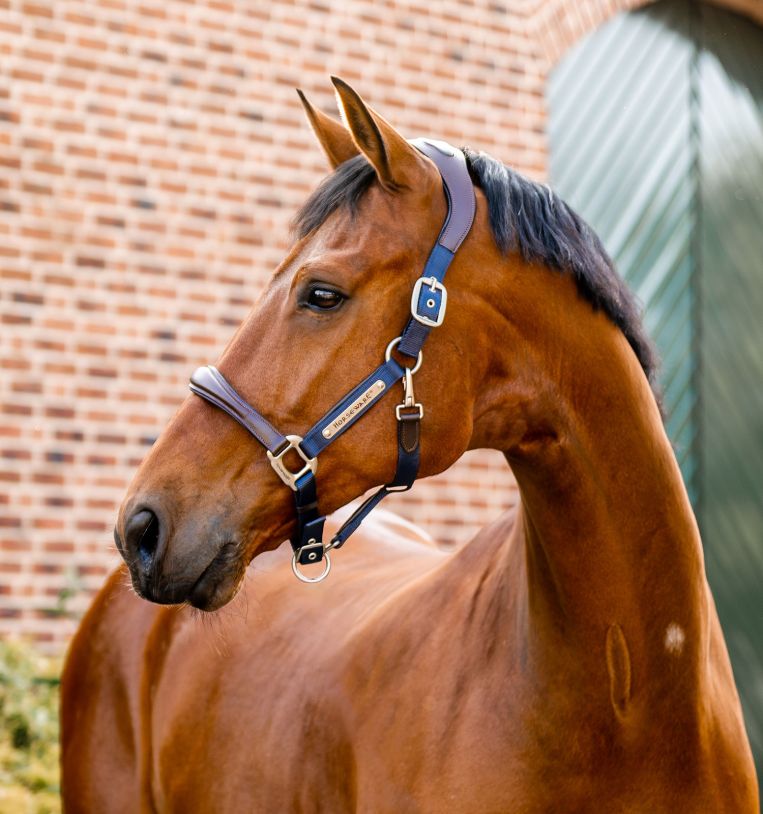 Purchase Horseware® Signature Competition Halter Online