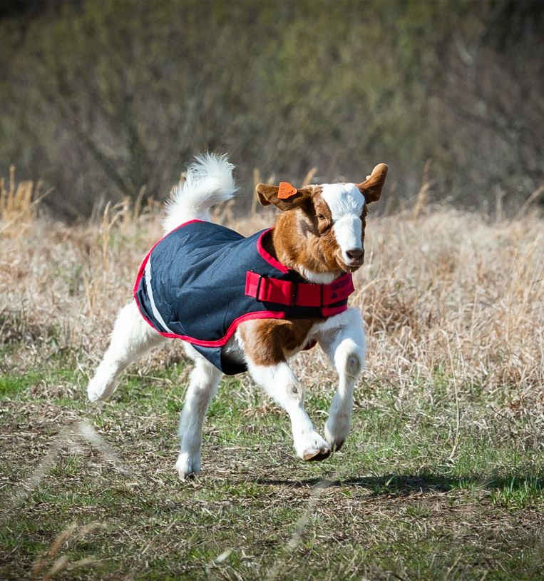 Horseware Goat Coat, Navy/Red, Small