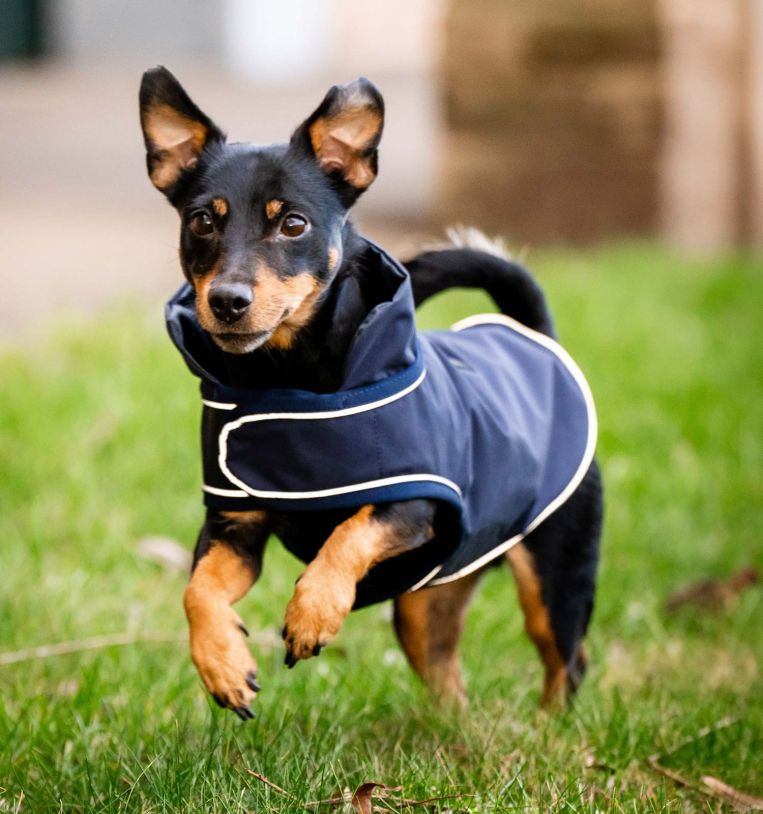 Black dog rain jacket hot sale