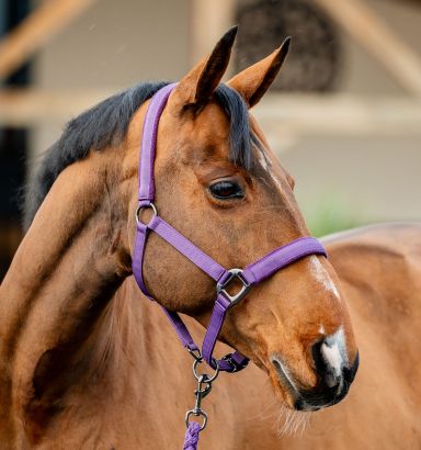 Amigo® Halter & Leadrope Set