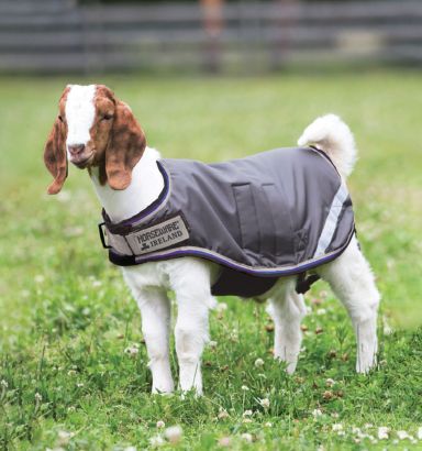 Goat hot sale fashion coat