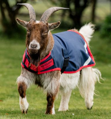 Horseware® Goat Coat 200g