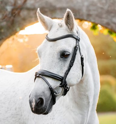 Exion Bride de chasse anglaise pour chevaux avec rênes en