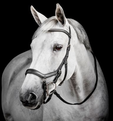 Wonder Wish Tack Cheval bride en cuir anglais - Bordure rembourrée en Wonder Wish Tack Cheval bride en cuir anglais - Bordure rembourrée en